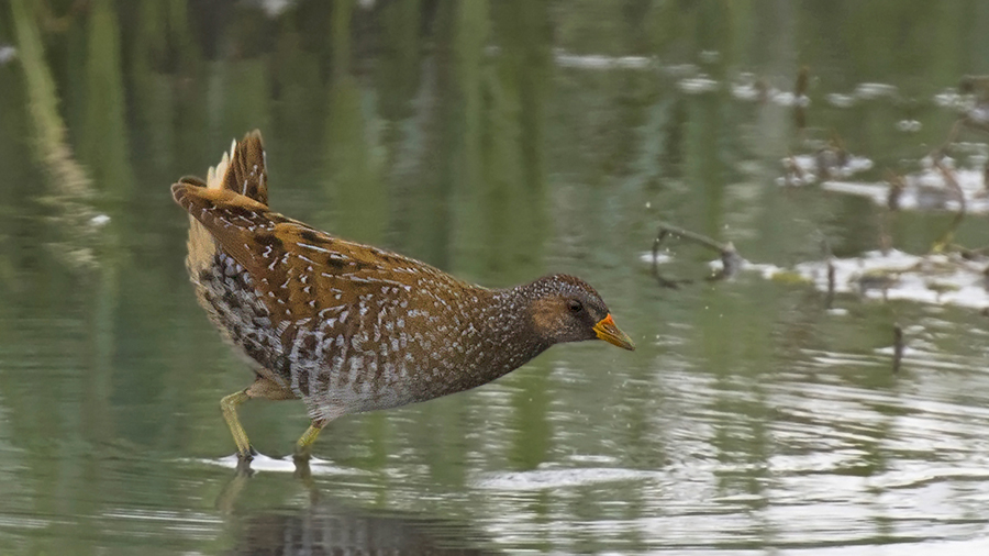 Spotted Crake