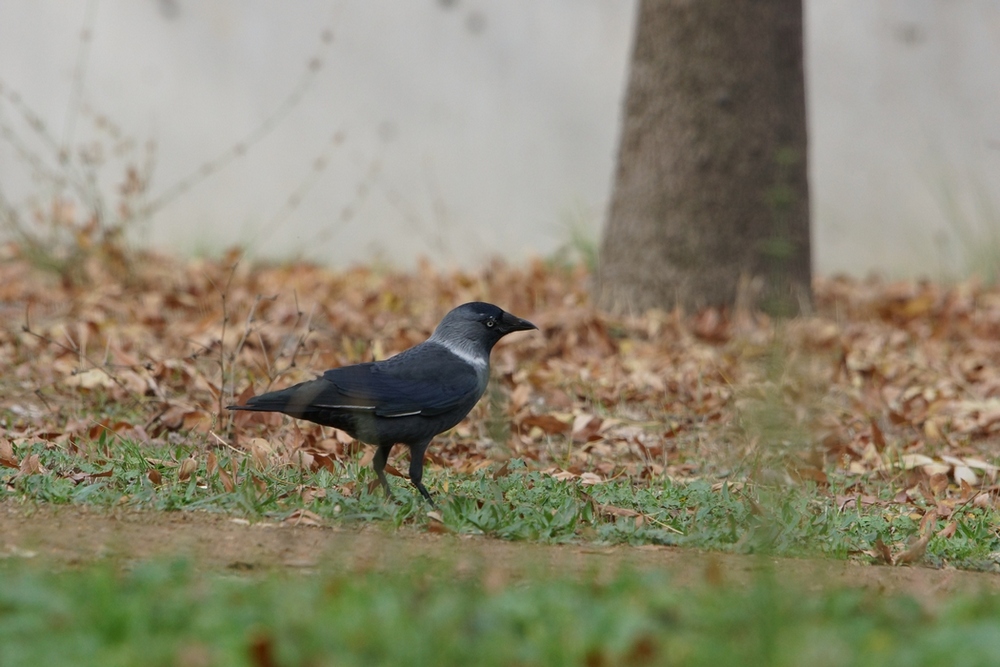 Western Jackdaw