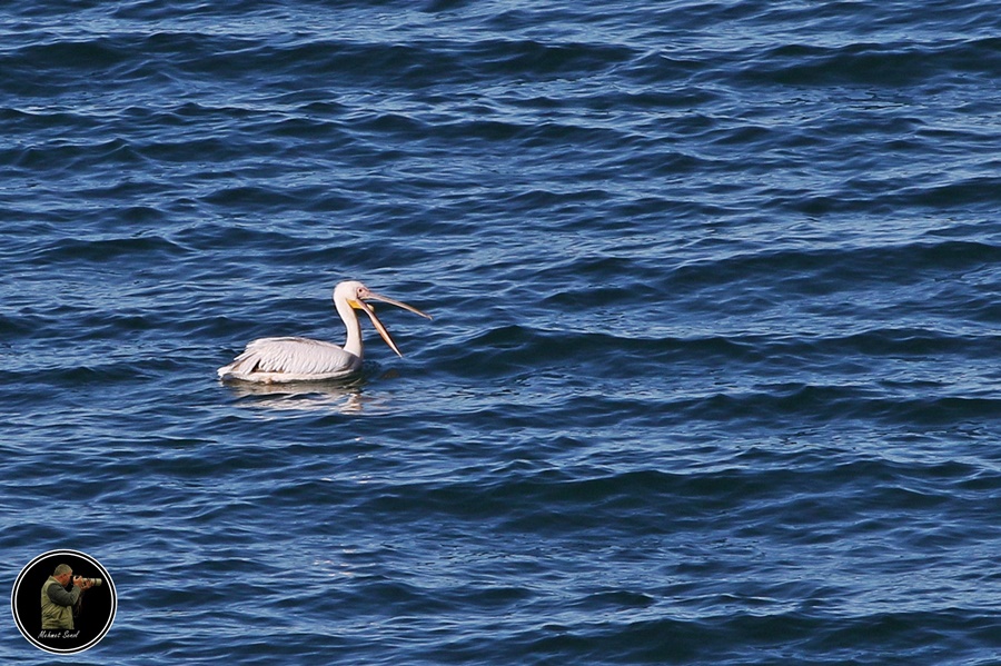 Great White Pelican
