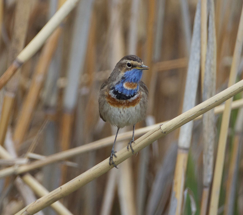 Bluethroat