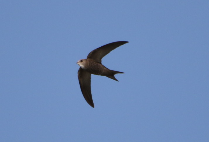 Pallid Swift