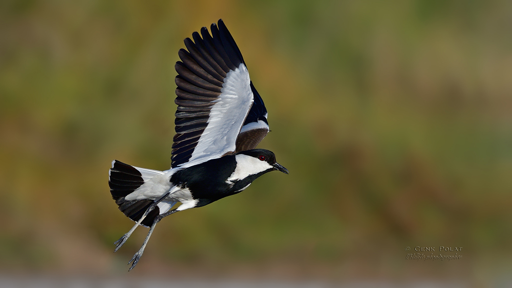Spur-winged Lapwing