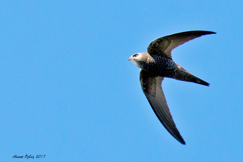 Pallid Swift