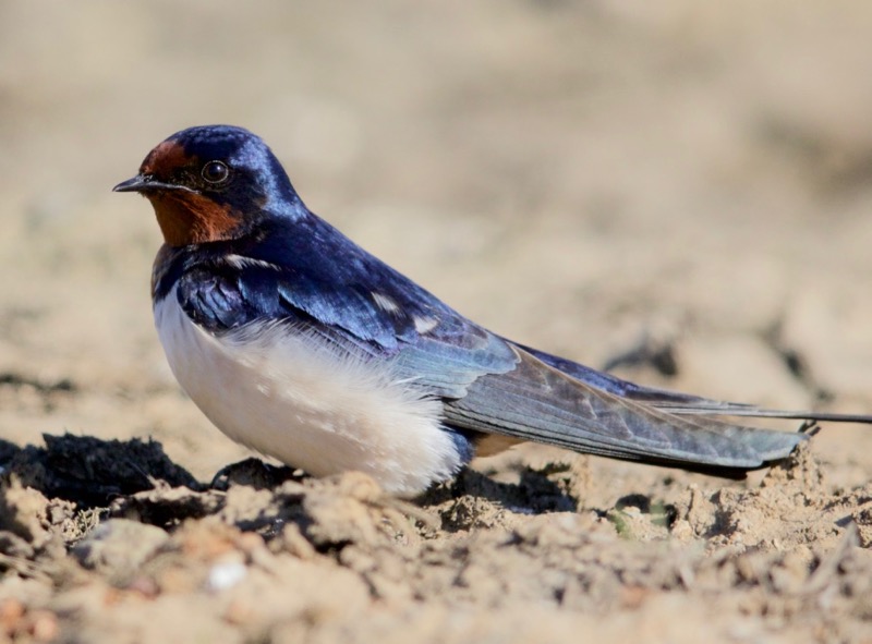 Barn Swallow