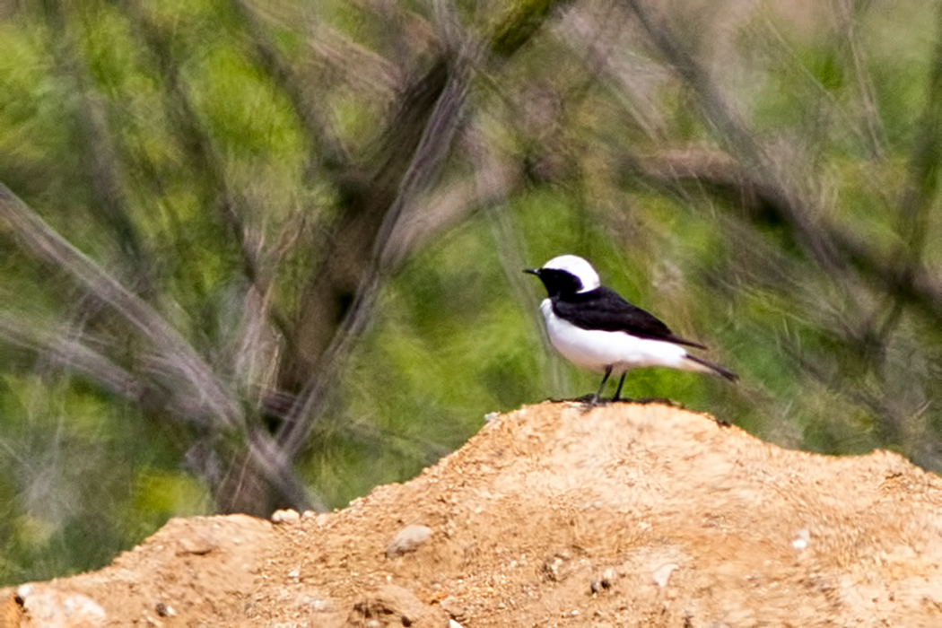 Pied Wheatear