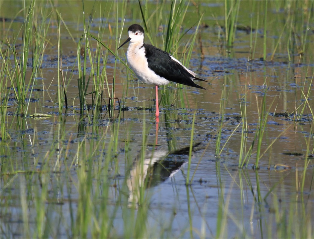 Black-winged Stilt