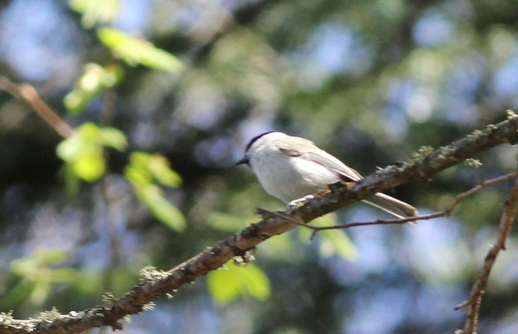 Marsh Tit