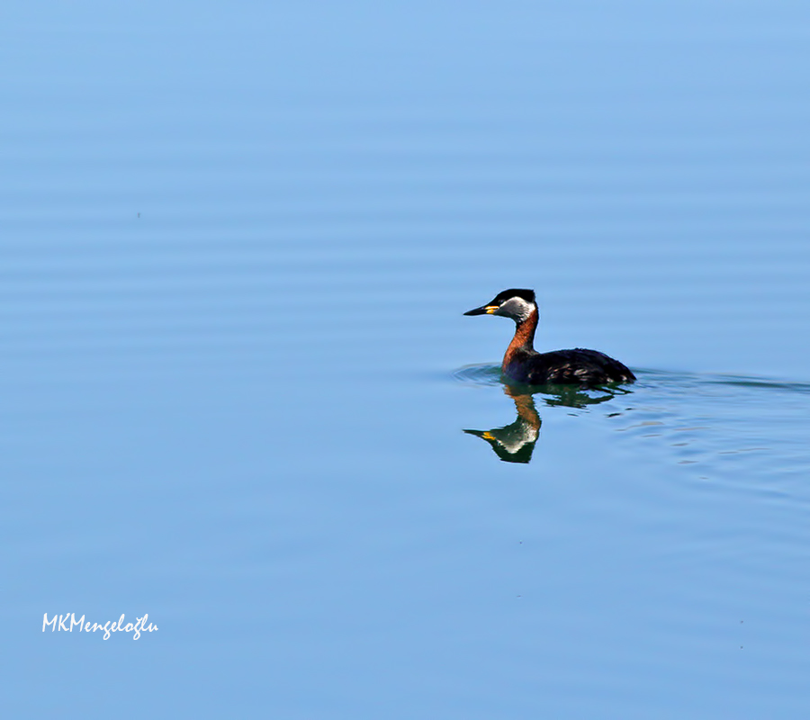 Red-necked Grebe