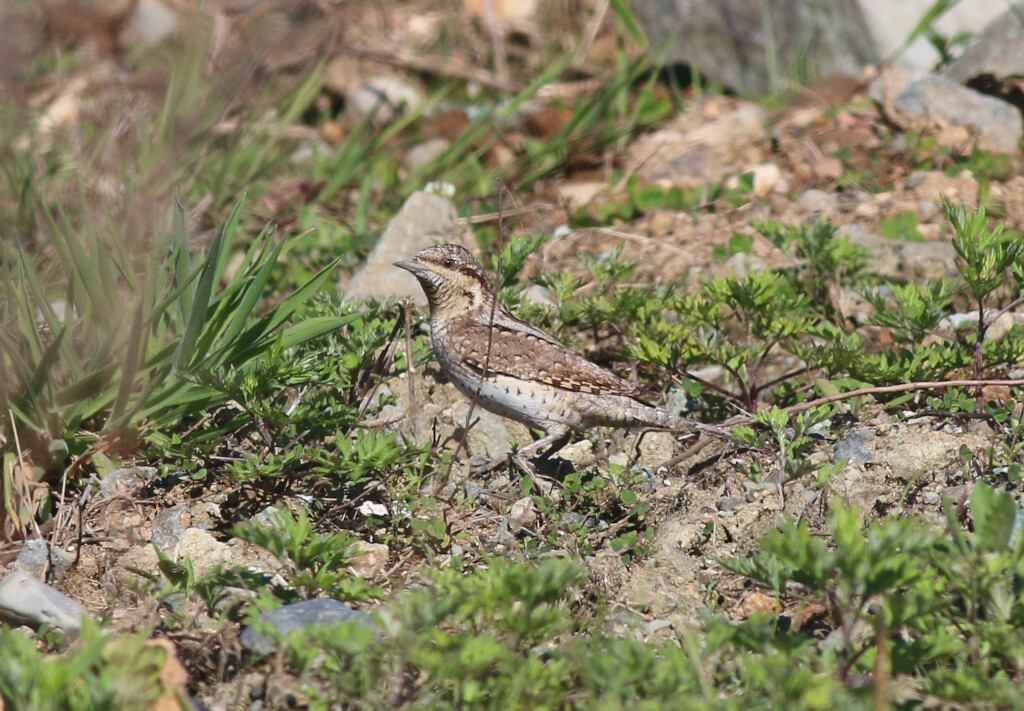 Eurasian Wryneck