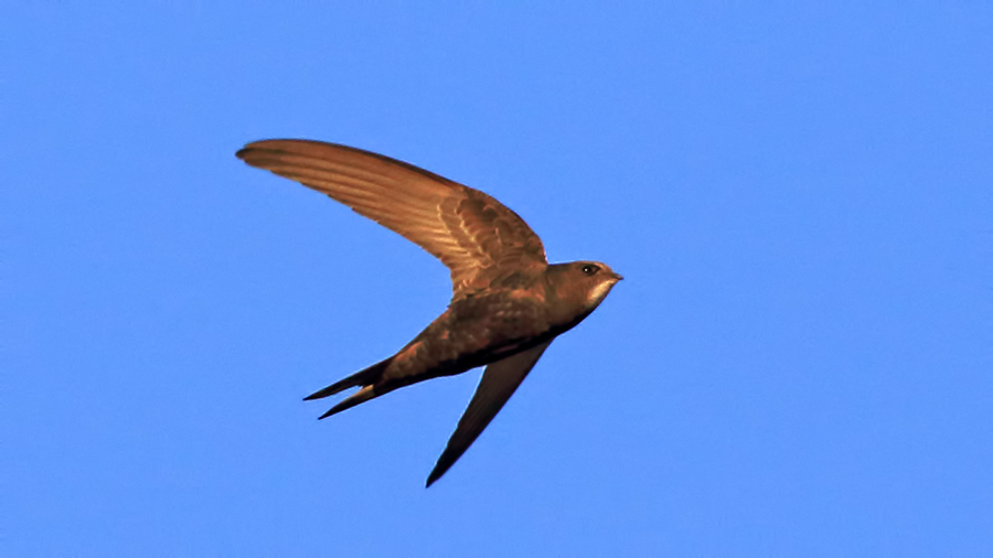 Common Swift