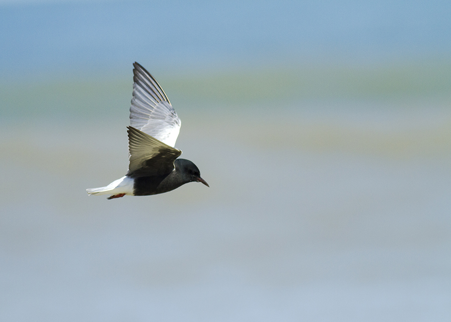 White-winged Tern