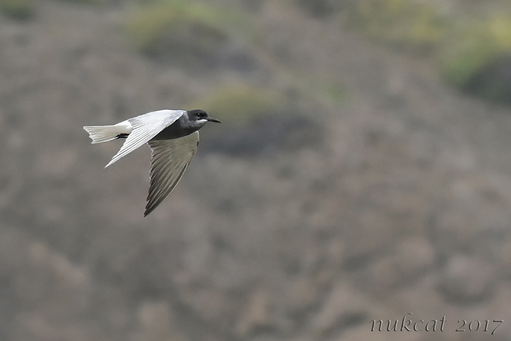 Black Tern