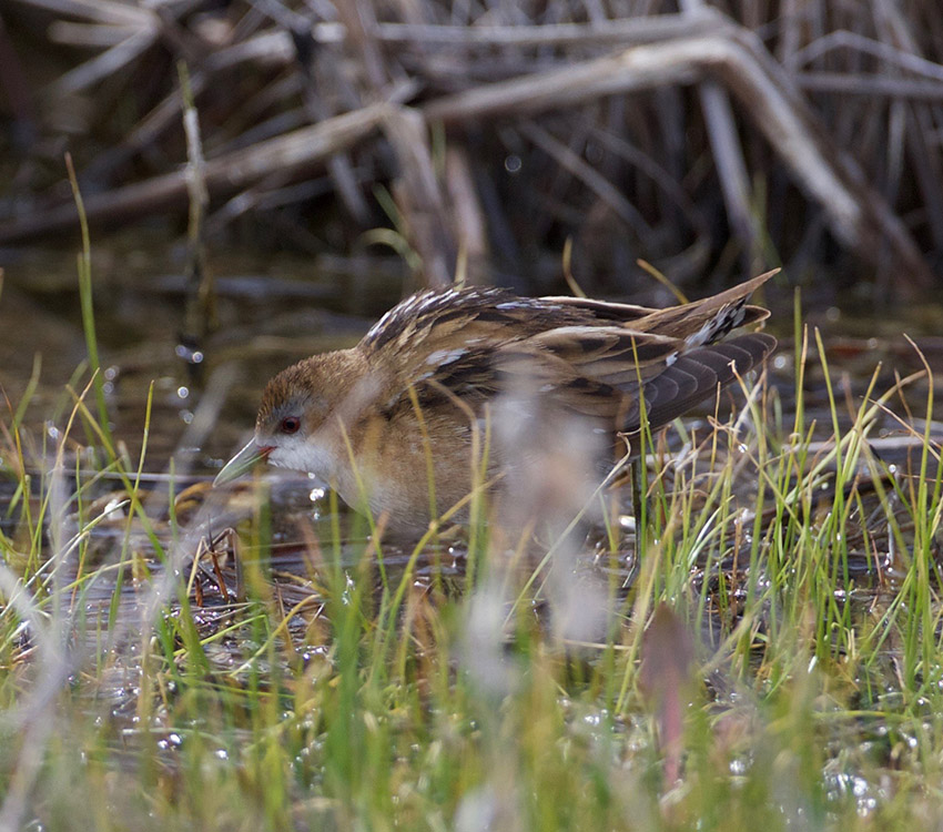Little Crake