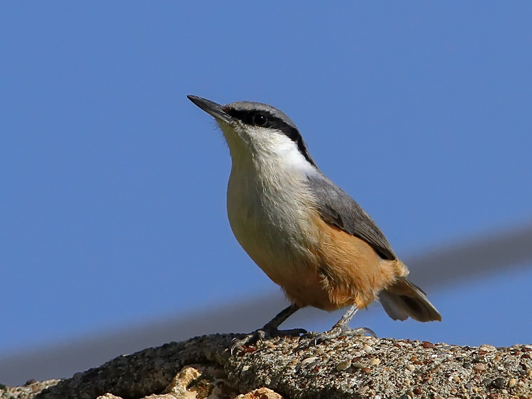 Western Rock Nuthatch