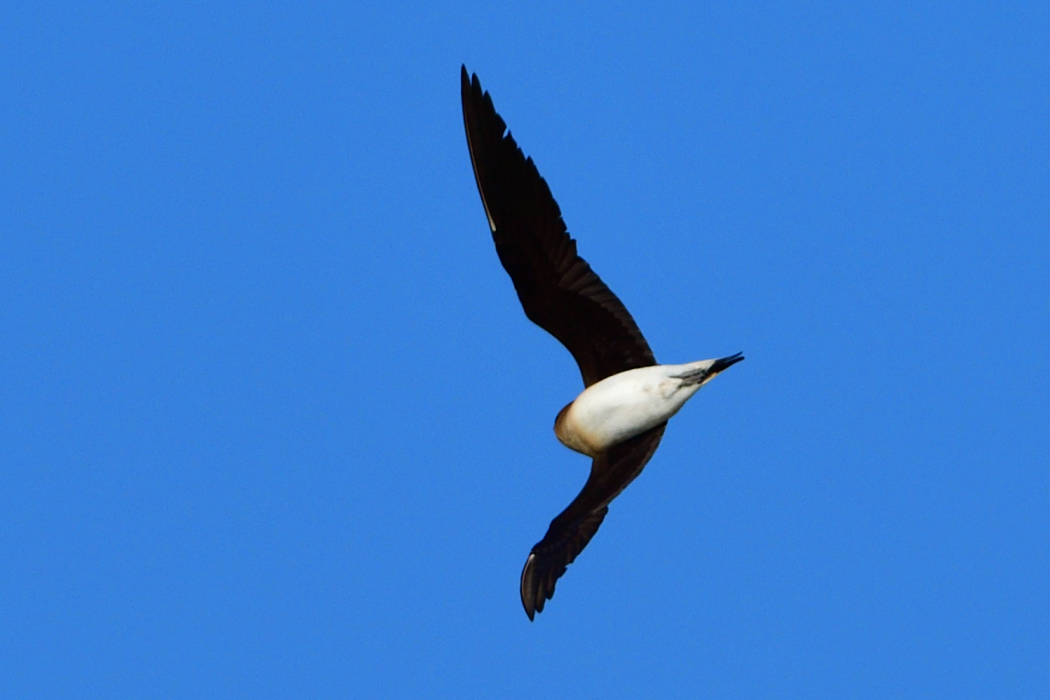 Black-winged Pratincole