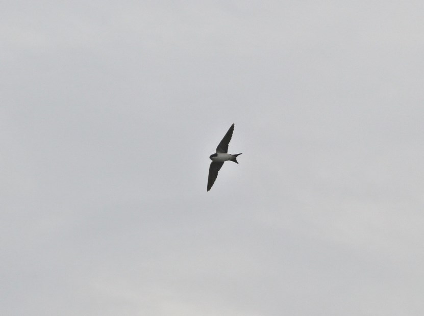 Western House Martin