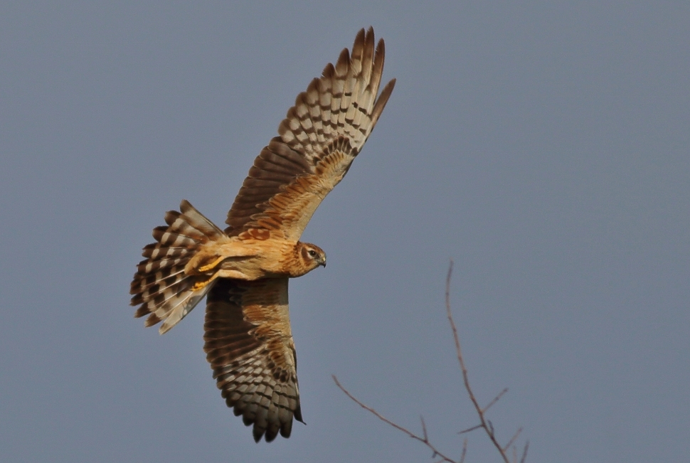 Pallid Harrier