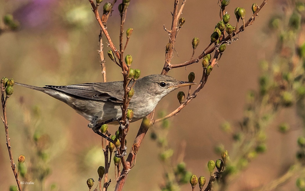 Olive-tree Warbler