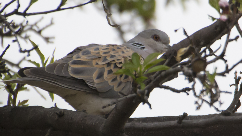 European Turtle Dove