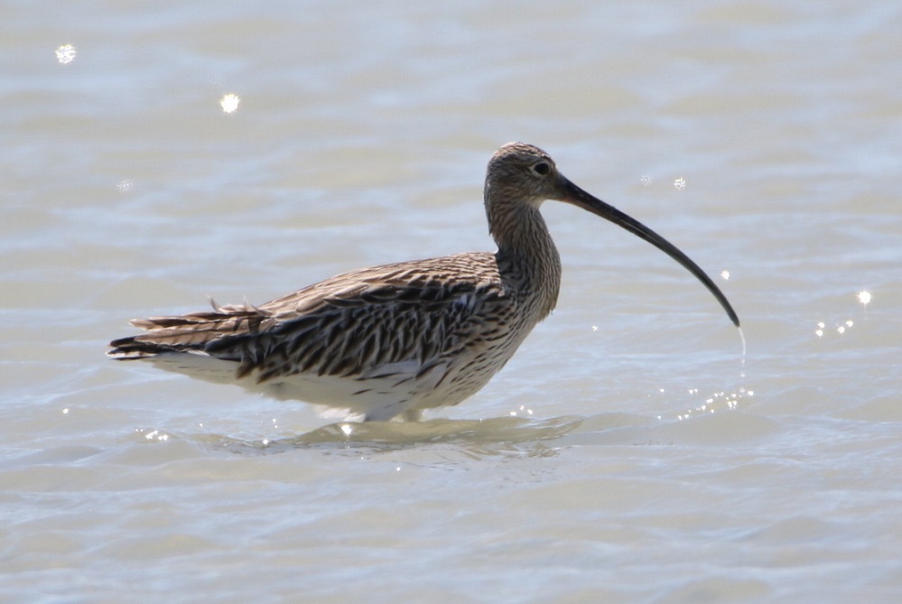 Eurasian Curlew