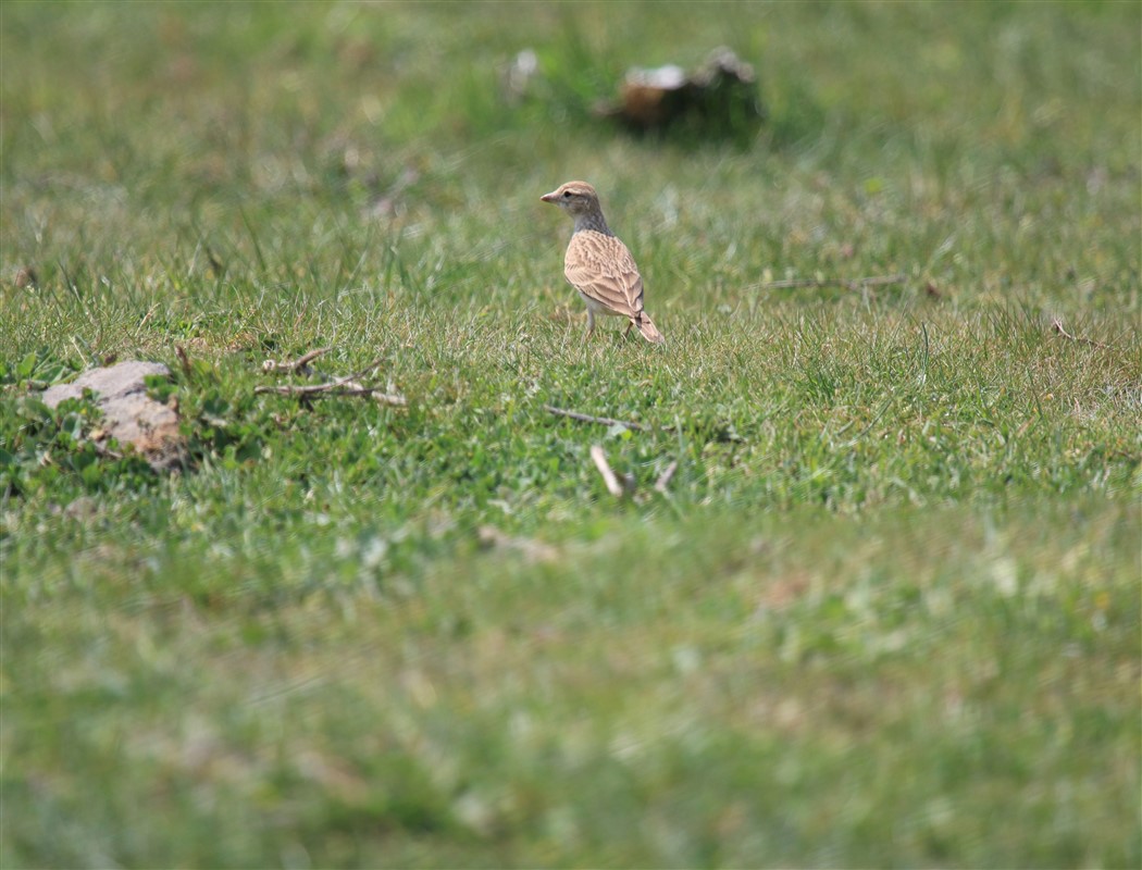 Greater Short-toed Lark