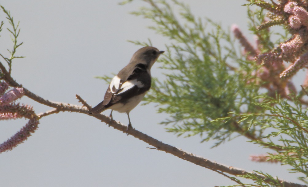 European Pied Flycatcher