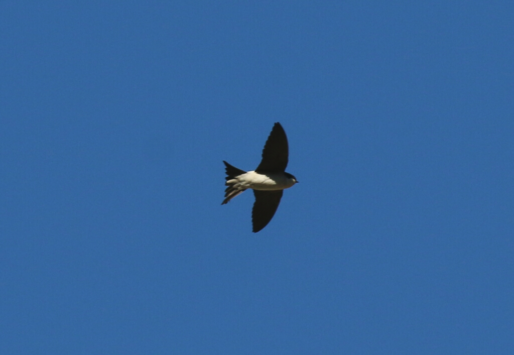 Western House Martin