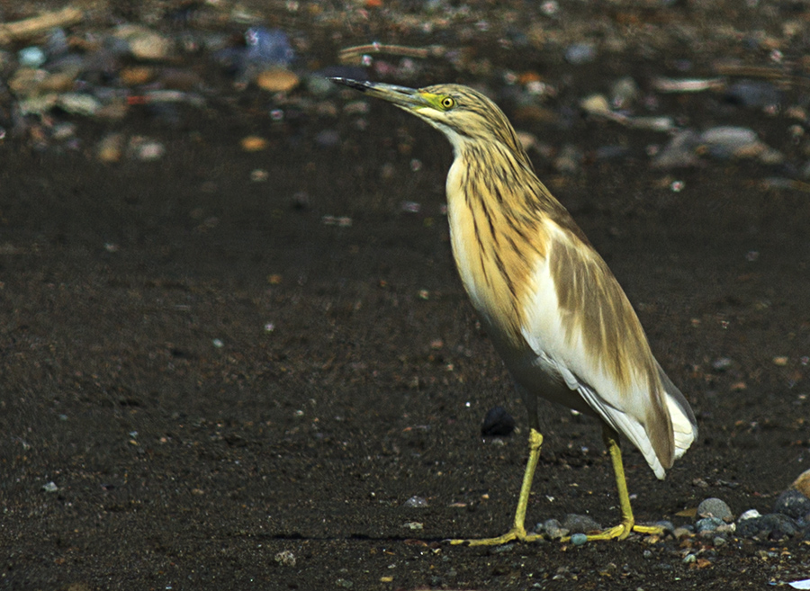 Squacco Heron