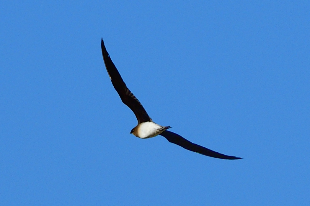 Black-winged Pratincole