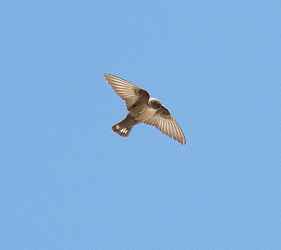 Eurasian Crag Martin