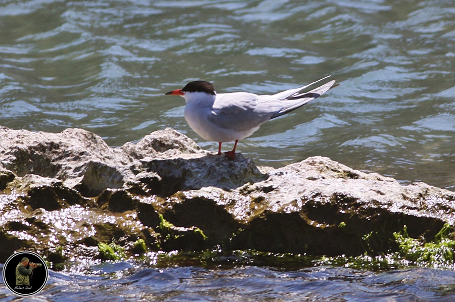 Common Tern