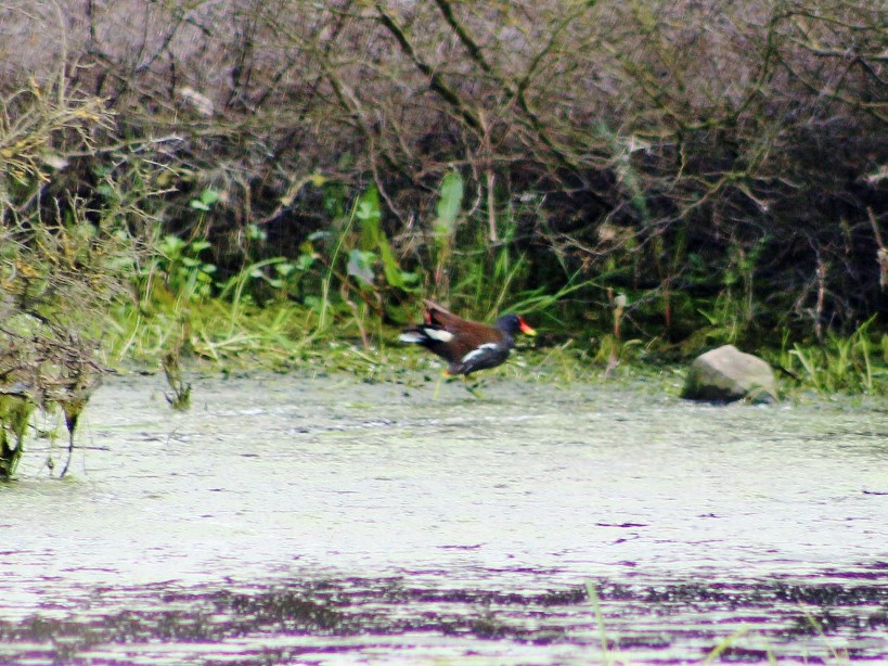 Common Moorhen