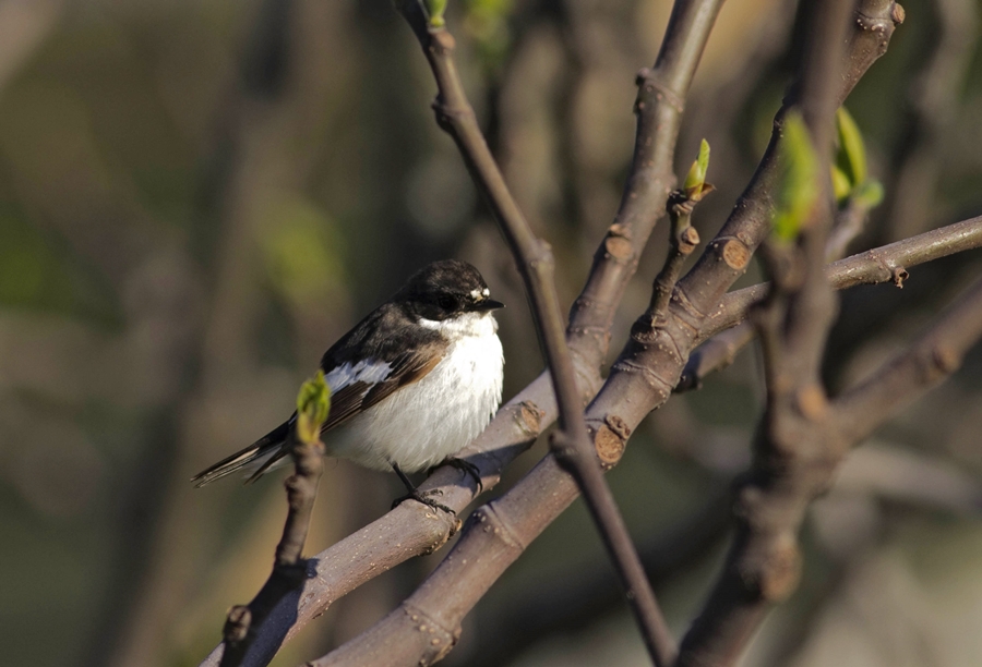 European Pied Flycatcher