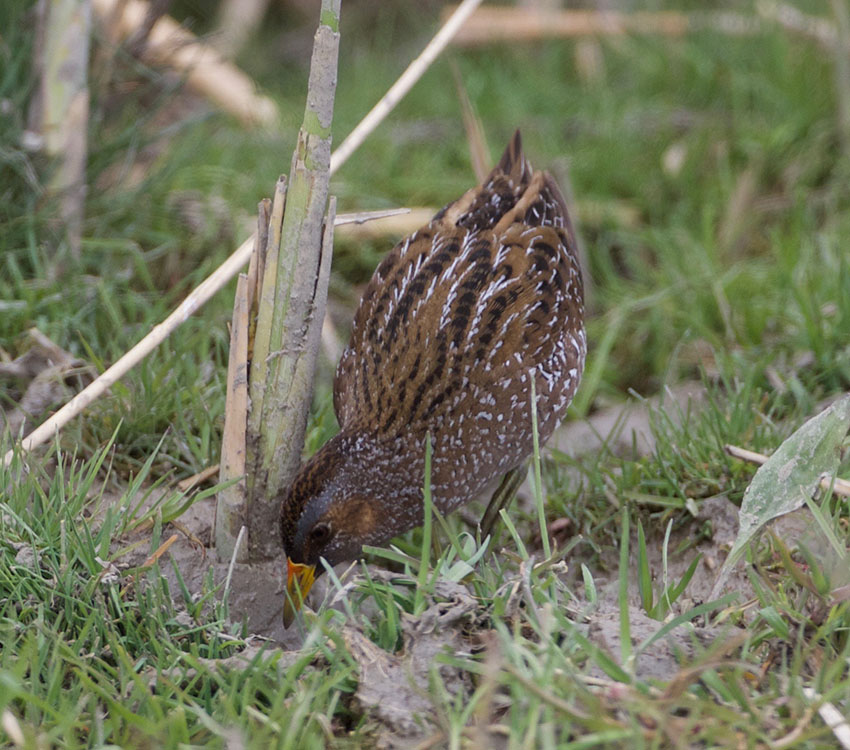 Spotted Crake
