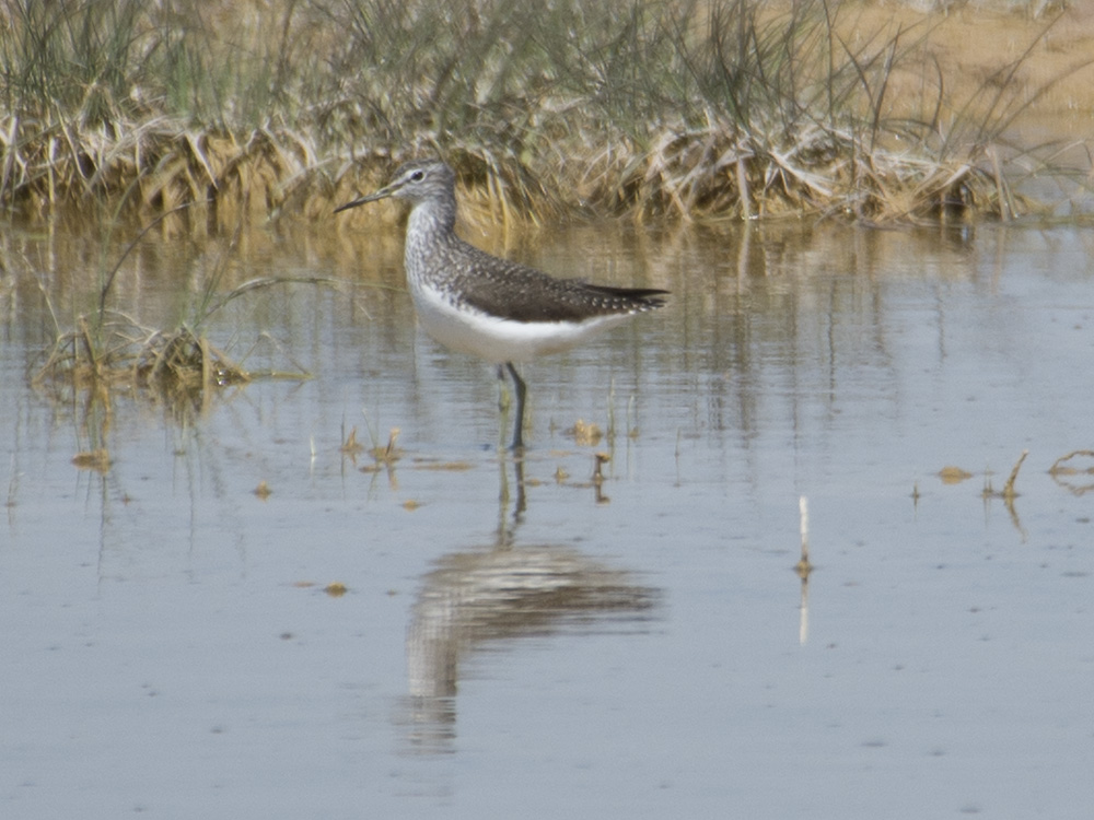 Green Sandpiper
