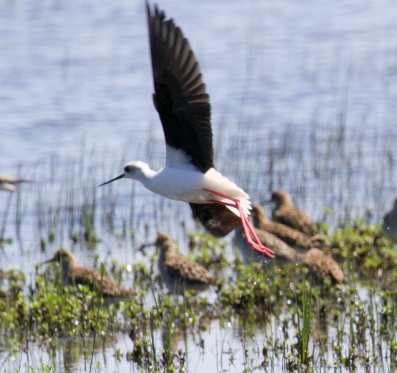 Black-winged Stilt