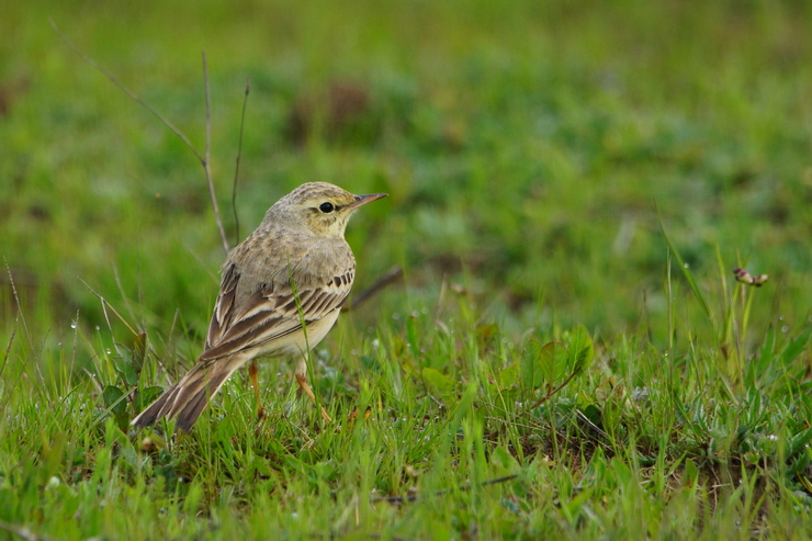 Tawny Pipit