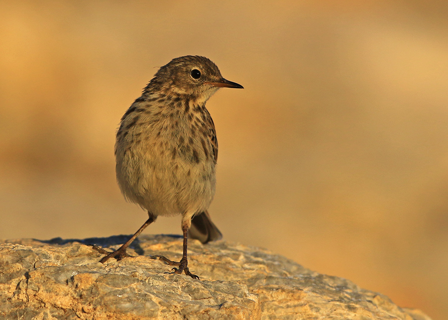 Meadow Pipit
