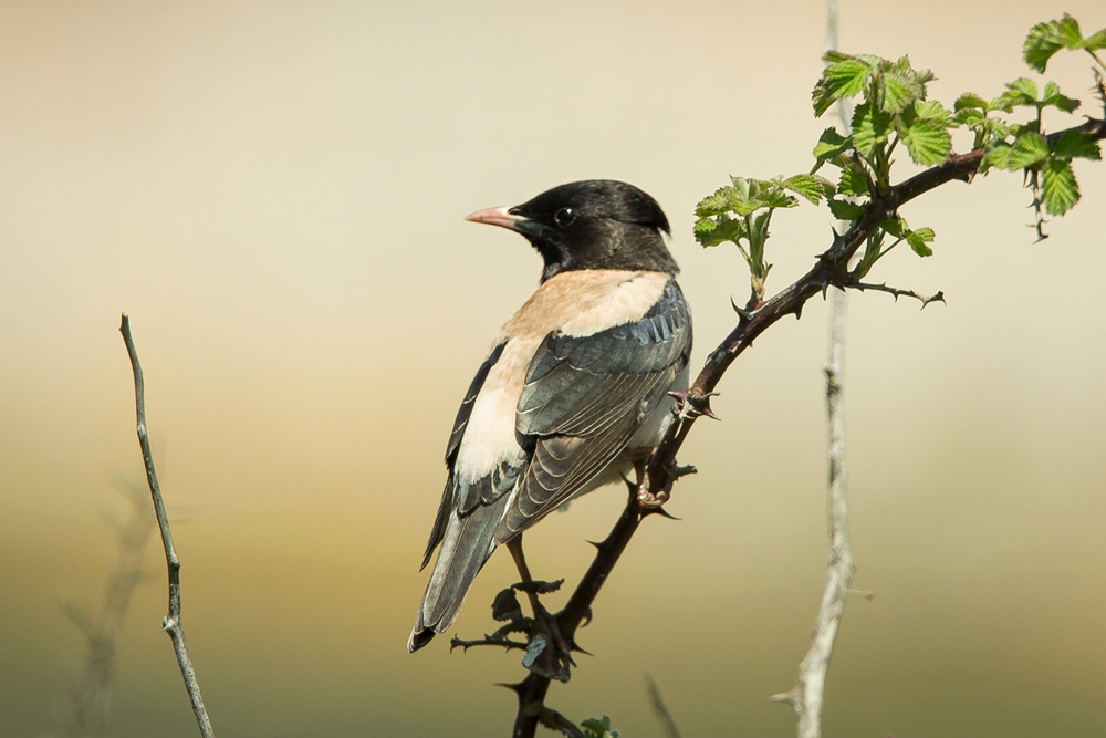Rosy Starling