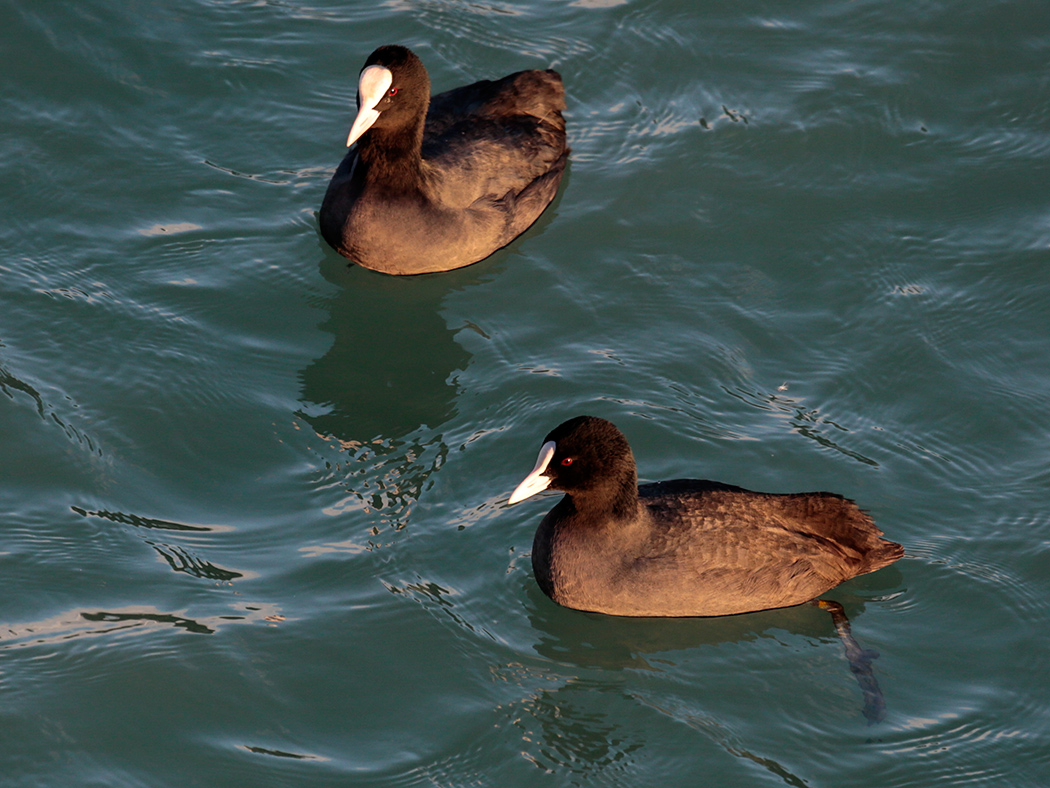 Eurasian Coot
