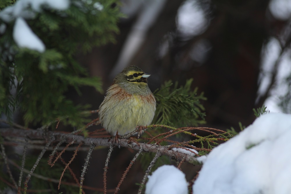 Cirl Bunting