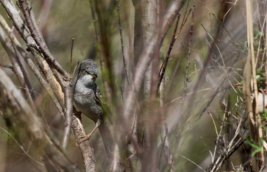 Barred Warbler