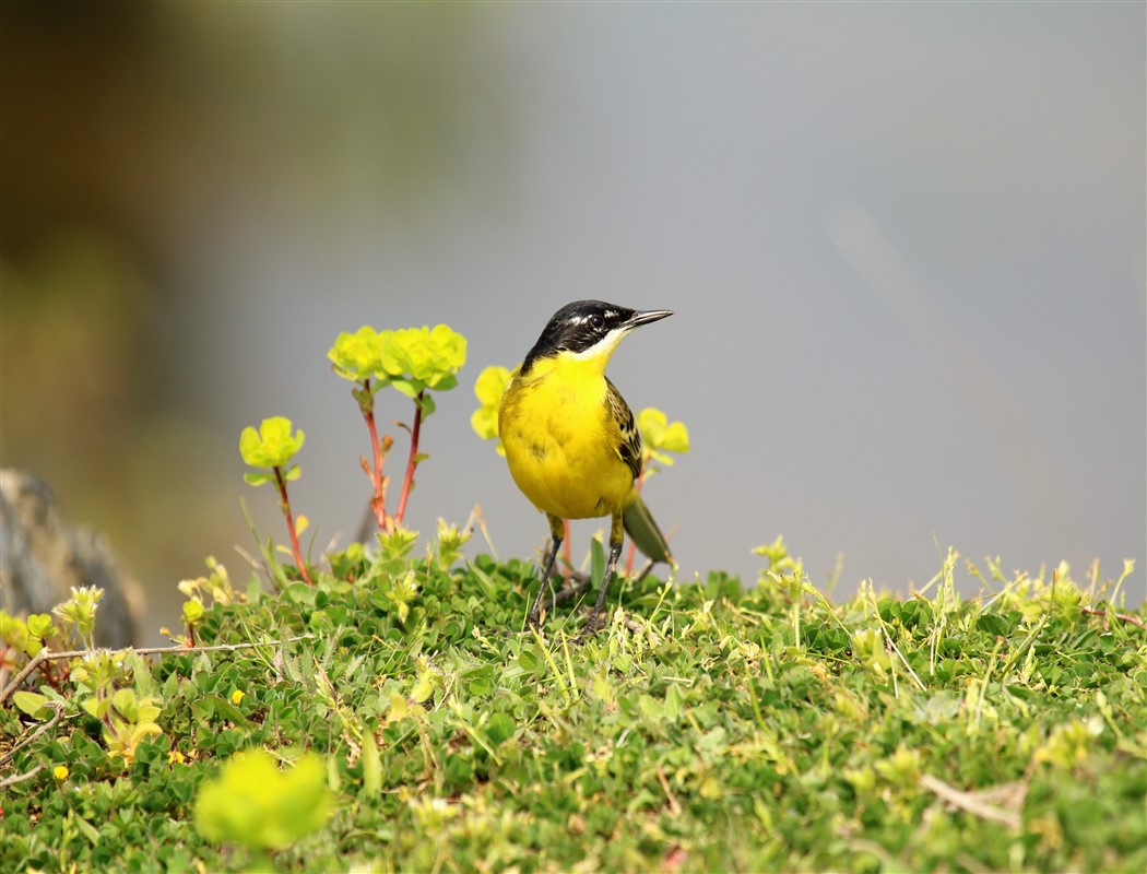 Western Yellow Wagtail