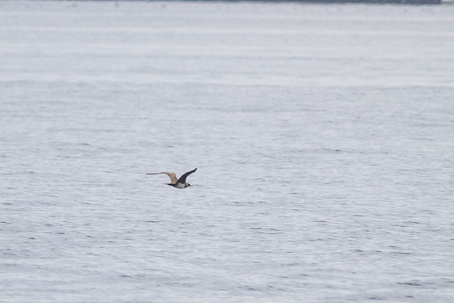Parasitic Jaeger