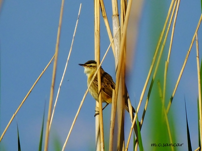 Moustached Warbler