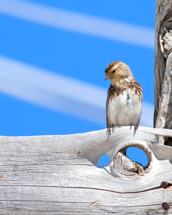 Twite