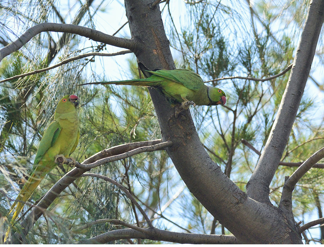 Rose-ringed Parakeet