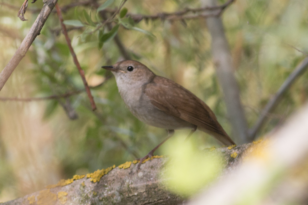Common Nightingale