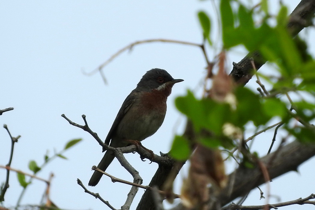 Subalpine Warbler