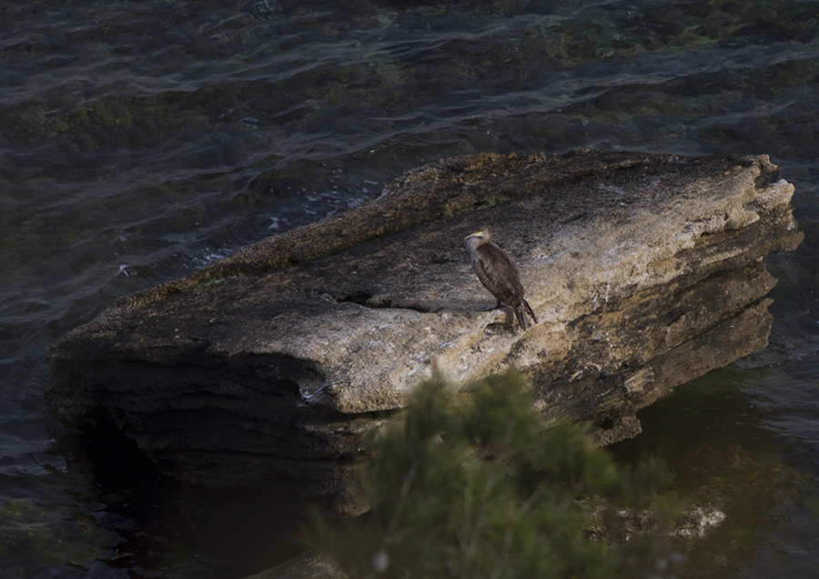 Great Cormorant
